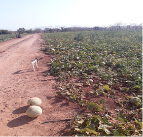 Visita a los productores de melón