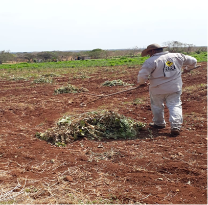 Residuos generados por el cultivo de curbitáceas